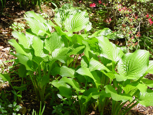 Hosta Honeybells